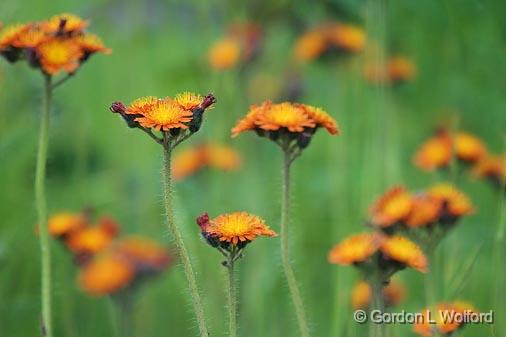 Orange Hawkweed_49691.jpg - Photographed in Mattawa, Ontario, Canada.